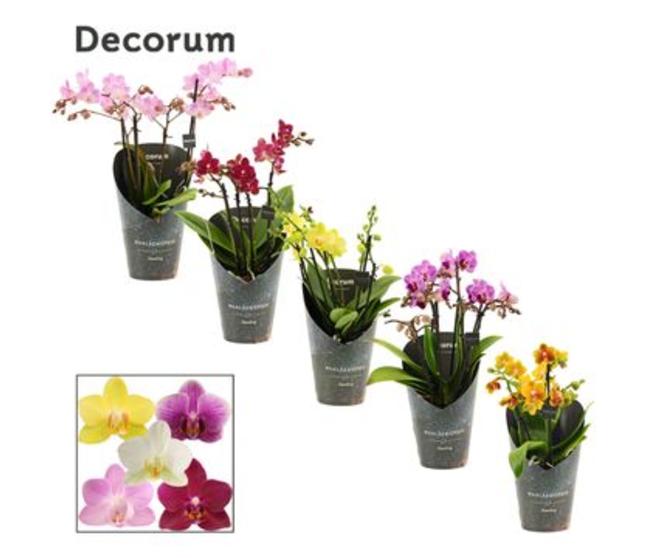 PHALAENOPSIS 3BR MF VARIE