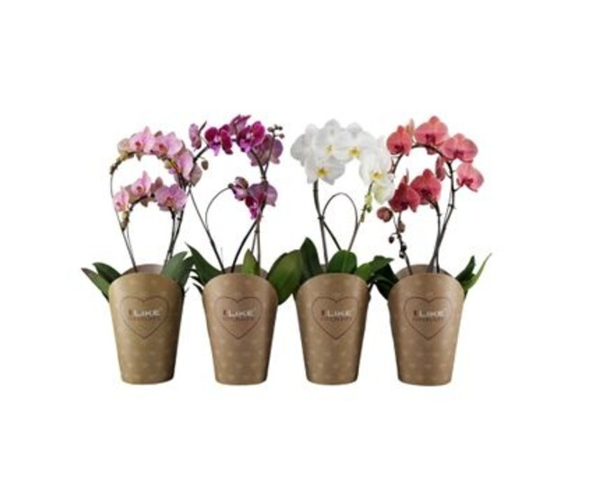PHALAENOPSIS 2BR ARCEAU VARIE