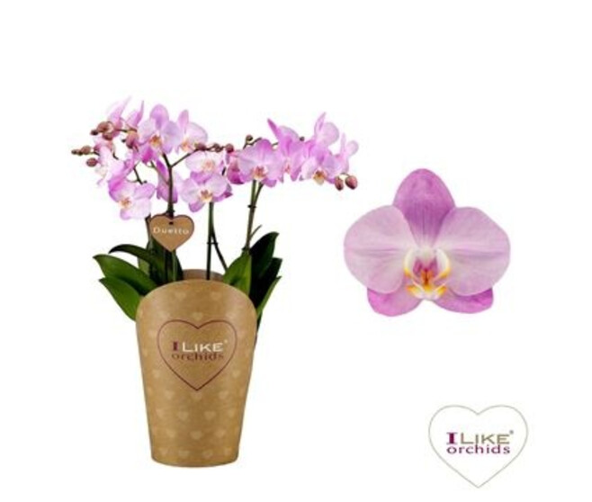 PHALAENOPSIS 4BR DUETTO ROSE