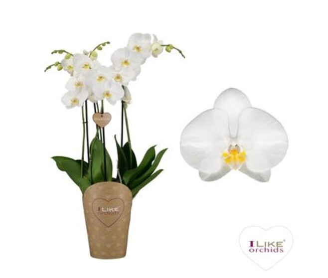 PHALAENOPSIS 4BR DUETTO BLANC
