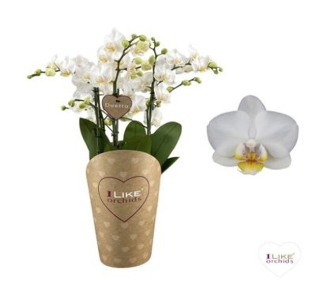 PHALAENOPSIS 4BR DUETTO BLANC