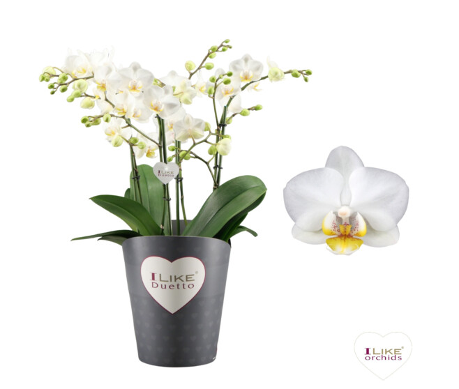 PHALAENOPSIS 4BR DUETTO BLANC