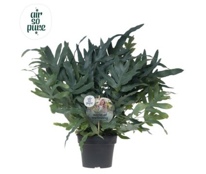 PHLEBODIUM BLUE STAR