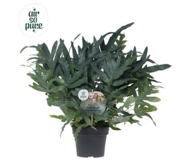PHLEBODIUM BLUE STAR