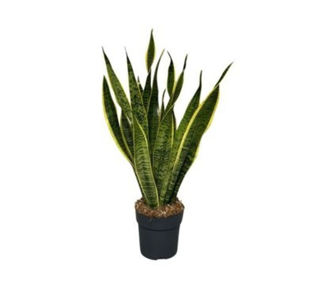 SANSEVIERIA LAURENTII