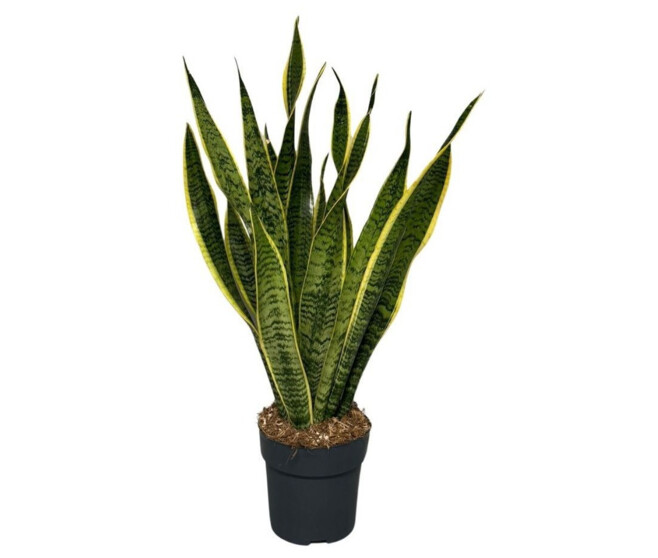 SANSEVIERIA LAURENTII