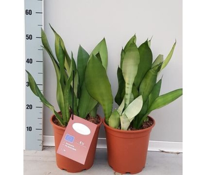 SANSEVIERIA MOONSHINE