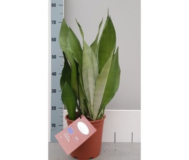 SANSEVIERIA MOONSHINE