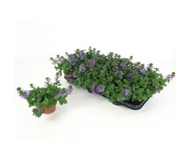 SCAEVOLA BLUE TOUCH