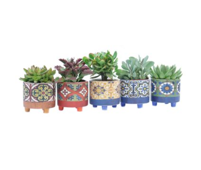 SUCCULENTE VARIEE CERAM
