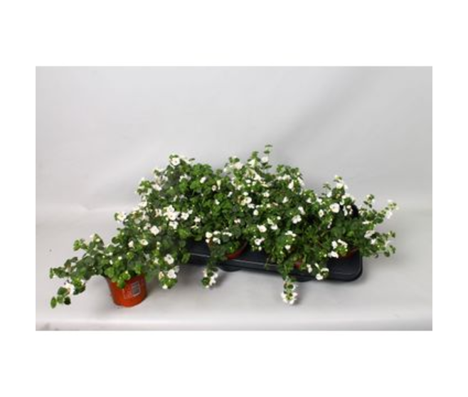 BACOPA BIG WHITE FALLS