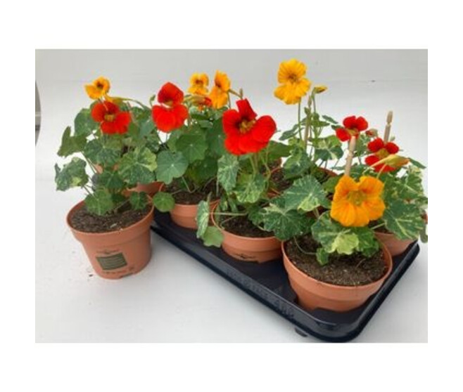 TROPAEOLUM CAPUCINE VARIEE