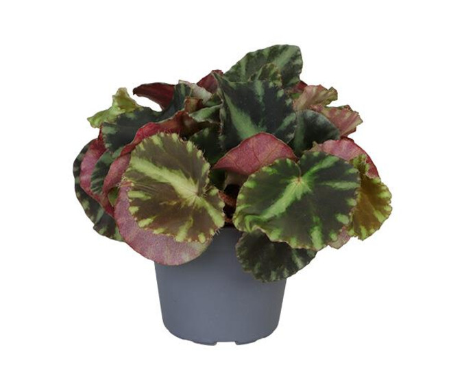 BEGONIA CLEOPETRAE