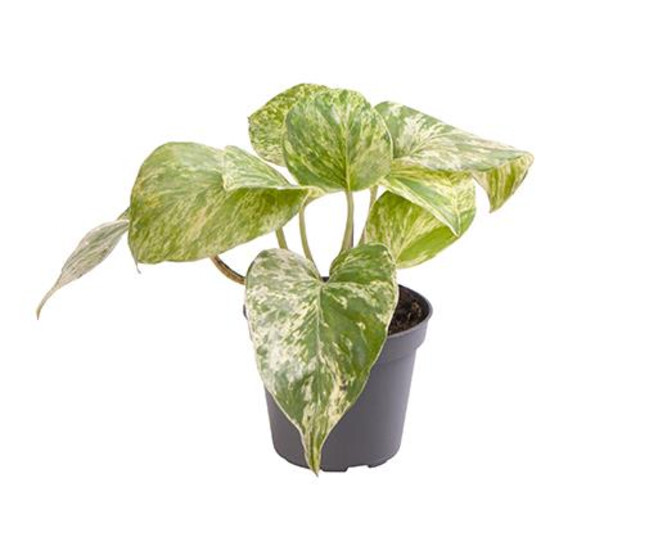 SCINDAPSUS MARBLE QUEEN