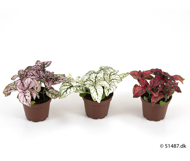 HYPOESTES