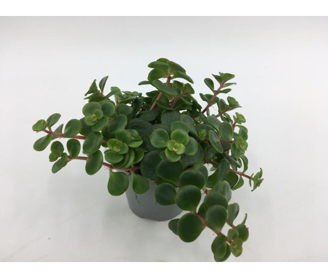 SEDUM MAKINOI TORNADO