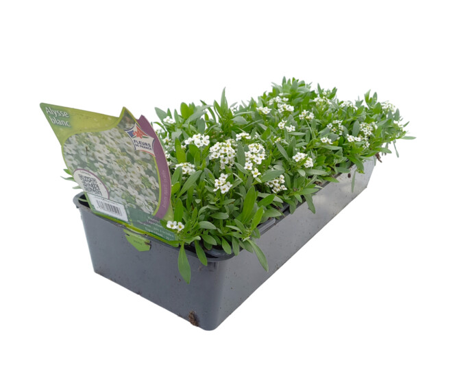 ALYSSUM MARITIMA BLANC