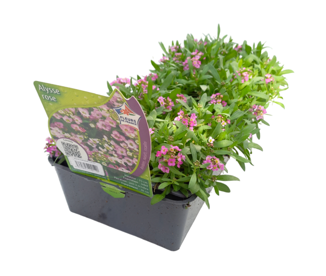 ALYSSUM MARITIMA ROSE