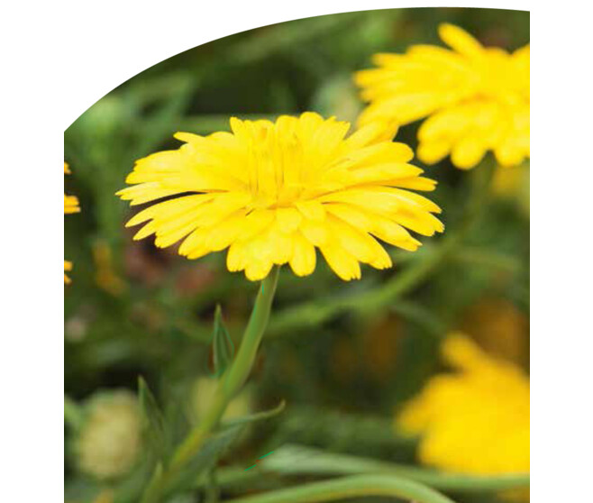 CALENDULA SOUCI