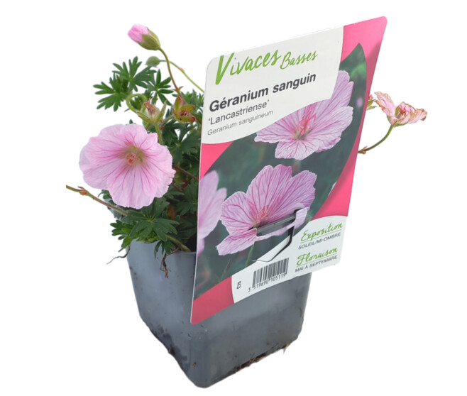 GERANIUM SANGUINEUM LANCASTRIENSE