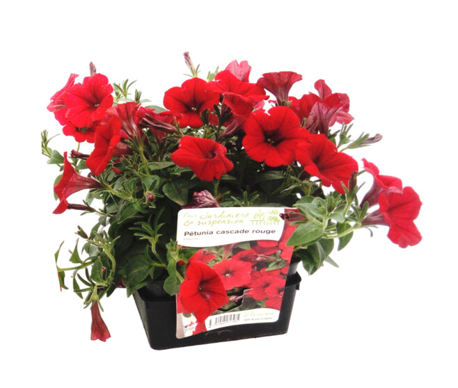 PETUNIA RETOMBANT ROUGE BQ6