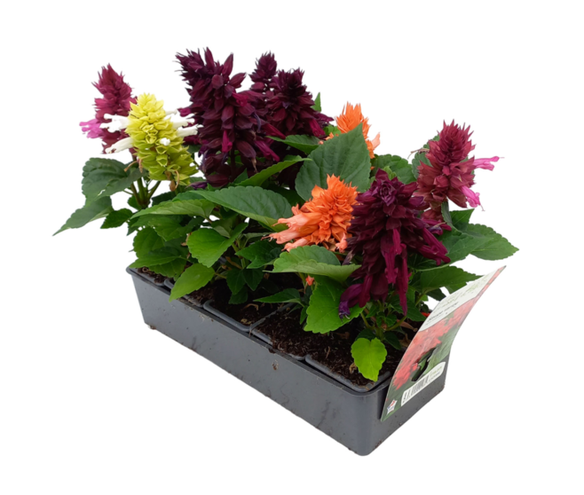 SAUGE SPLENDENS VARIE