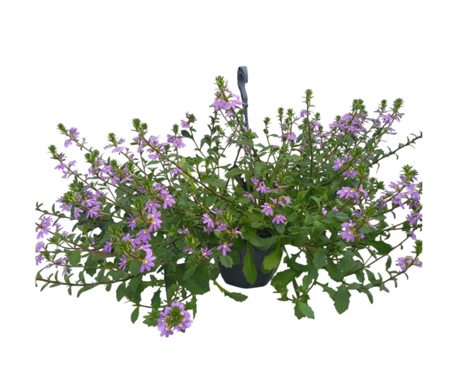 SCAEVOLA SUSP