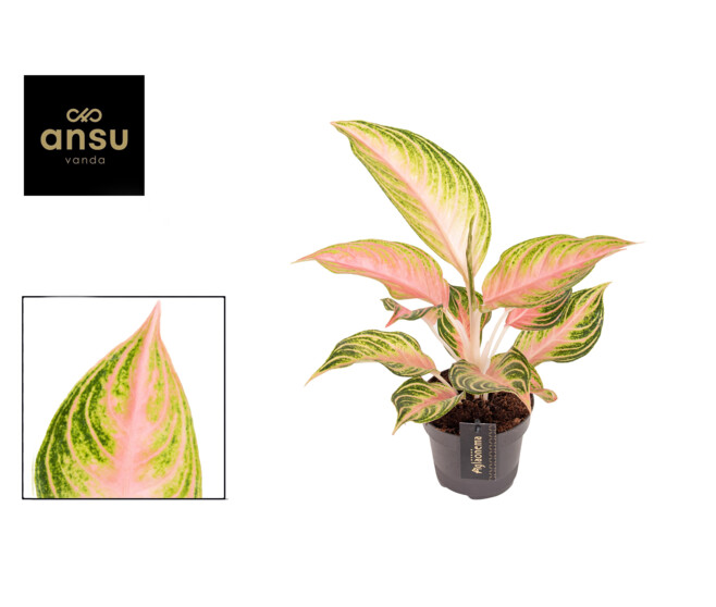 AGLAONEMA EYECATCHER