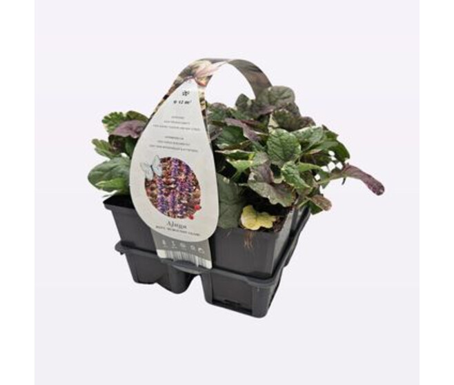 AJUGA REPTANS