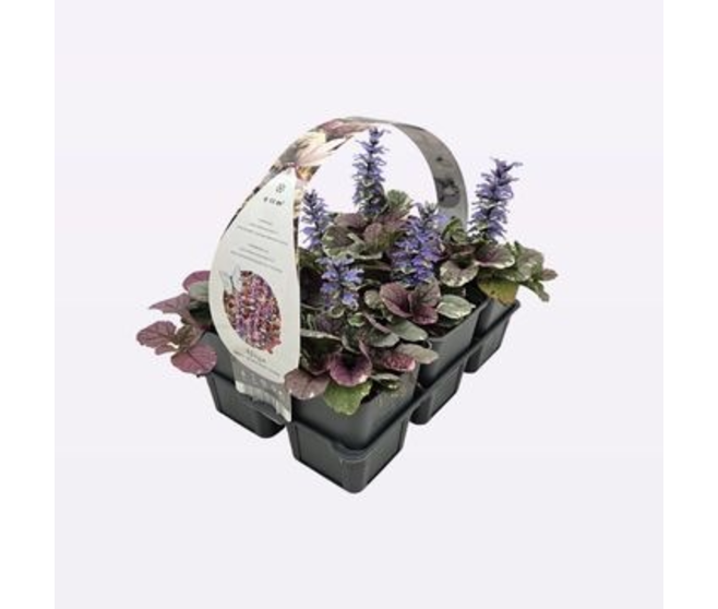 AJUGA REPTANS