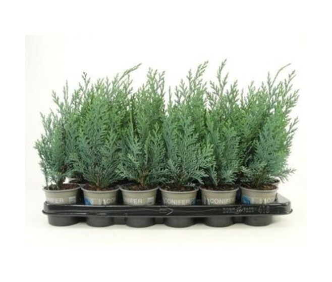 CHAMAECYPARIS LAWSONIANA COLUMNARIS