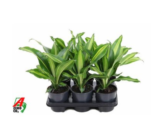 DRACAENA BURLEY