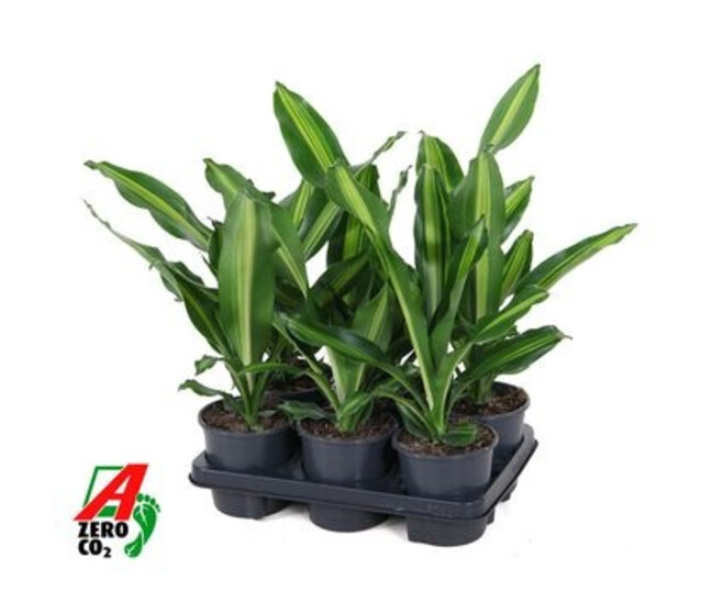DRACAENA BURLEY