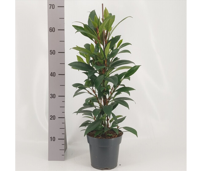 FICUS CYASTHISTIPULA