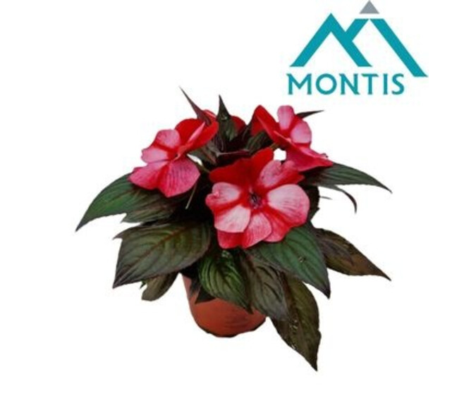 IMPATIENS GUINEE CORAL FLAME