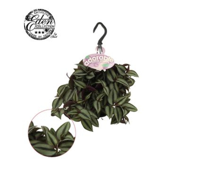 TRADESCANTIA ZEBRINA PURPUSII SUSP