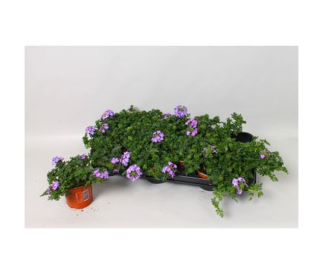 VERVEINE LILAC
