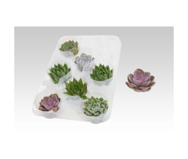 ECHEVERIA COUPE