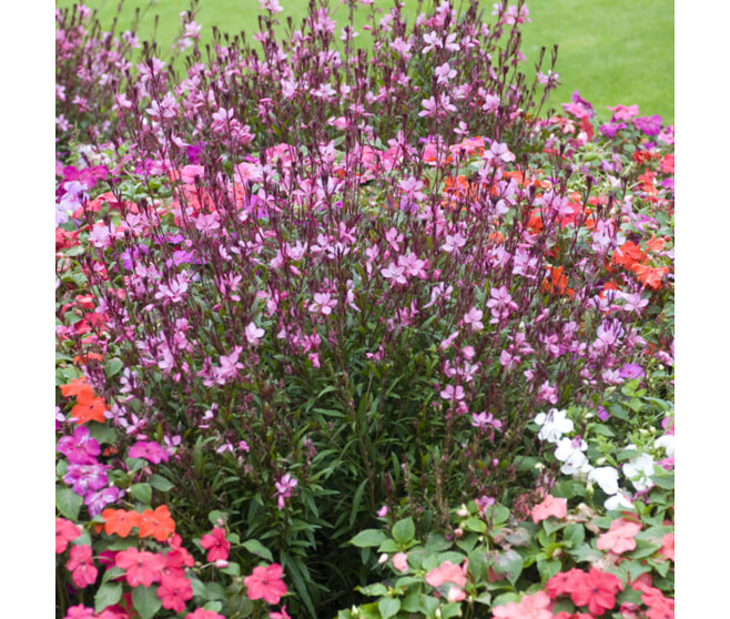 GAURA LINDHEIMERI SISKIYOU PINK BQ10