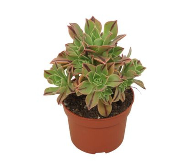 AEONIUM LEUCOBLEPHARUM RED STRIPE