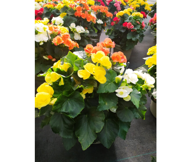 BEGONIA RIEGGER