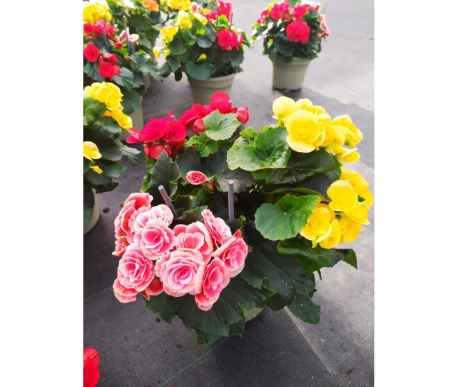 BEGONIA RIEGGER