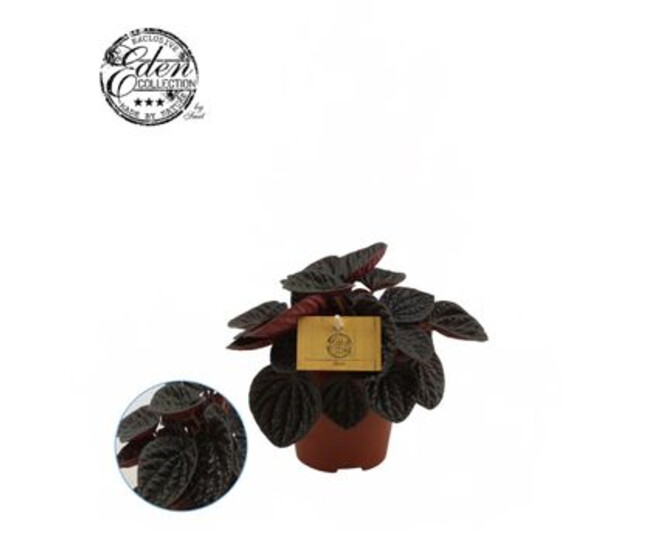 PEPEROMIA CHOCOLAT