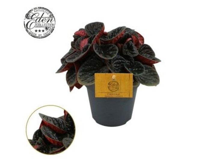 PEPEROMIA CHOCOLAT