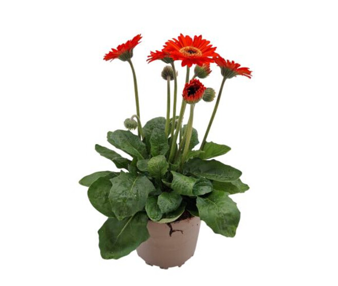 GERBERA