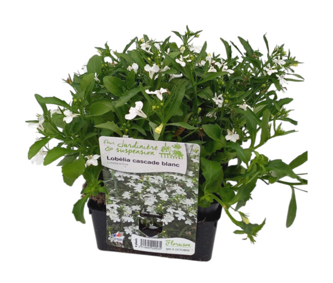 LOBELIA CASCADE BLANC BQ6