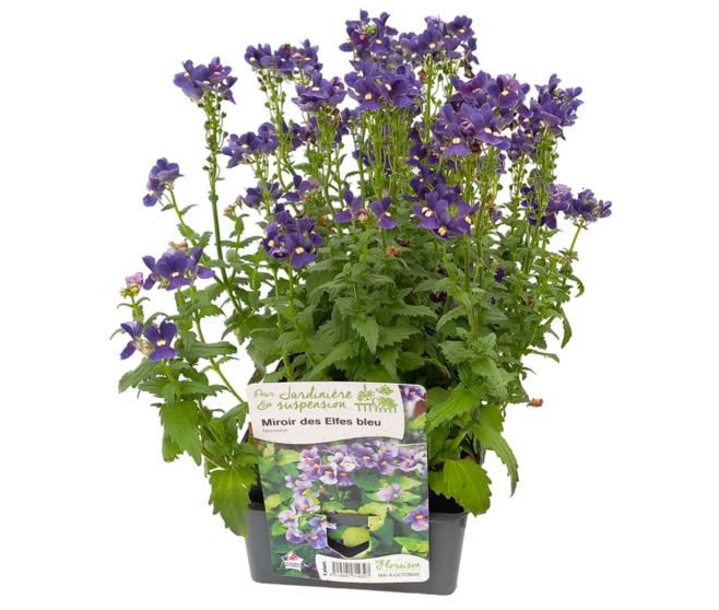 NEMESIA BLEU BQ6