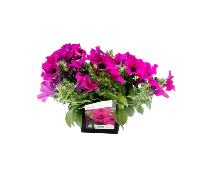 PETUNIA RETOMBANT POURPRE BQ6