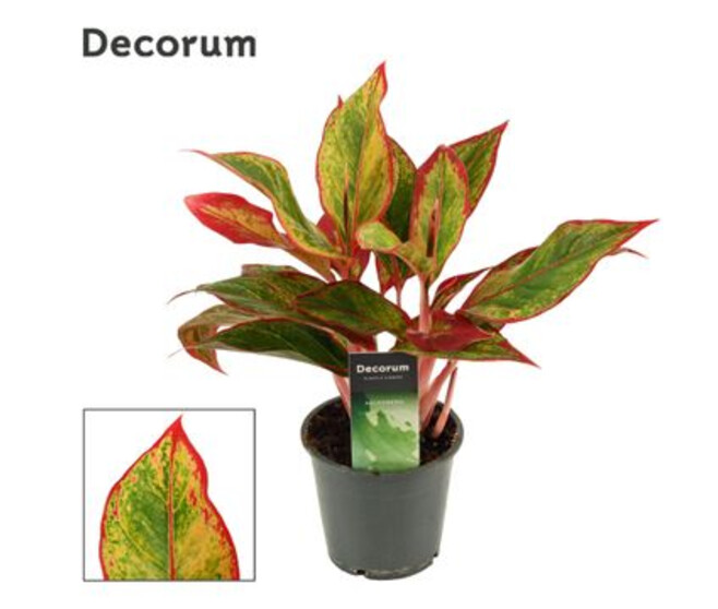 AGLAONEMA RED FIRE