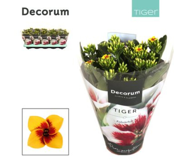 KALANCHOE TIGER JAUNE